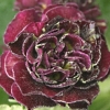 Primula Auricula Joannie - Abriachan Nurseries